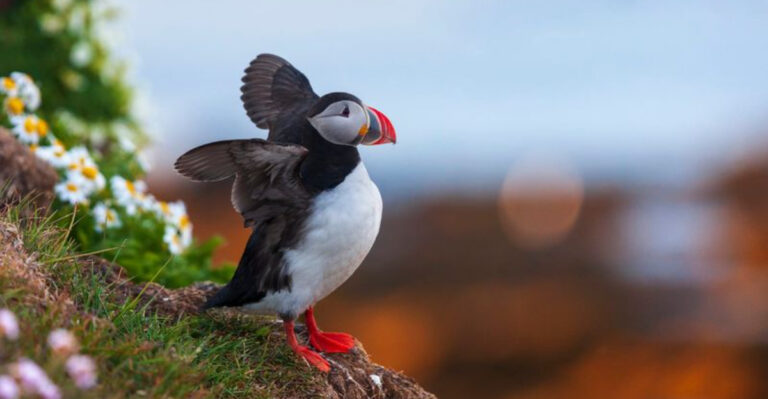 The World’s Most Majestic And Beautiful Birds