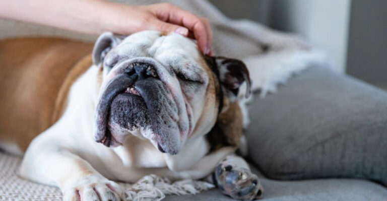 These 15 Dogs Are The Perfect Partners For Introverts