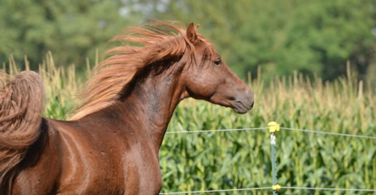These 16 Horse Breeds Would Choose You Over Other Horses