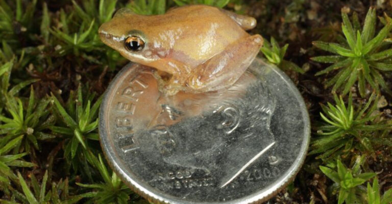 These Are The 14 Smallest Frogs Ever Spotted In The U.S.