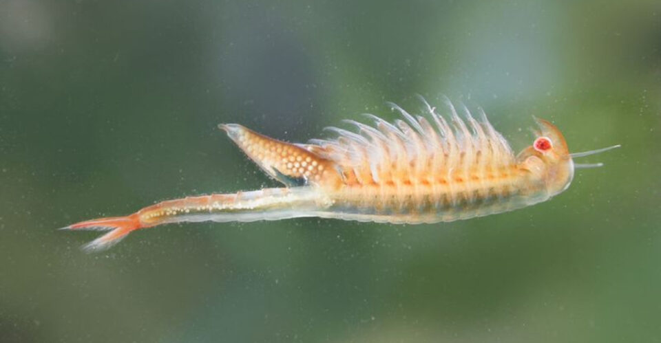 These Are The 16 Smallest Crustaceans Ever Spotted In The U.S.