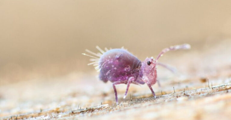 These Are The 16 Smallest Invertebrates Ever Spotted In The U.S.