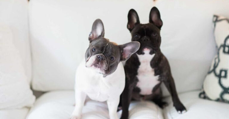 These Are The Priciest Small Dog Breeds
