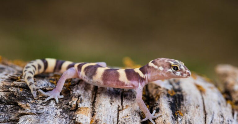 These Are The Smallest Lizards Ever Spotted In The U.S.