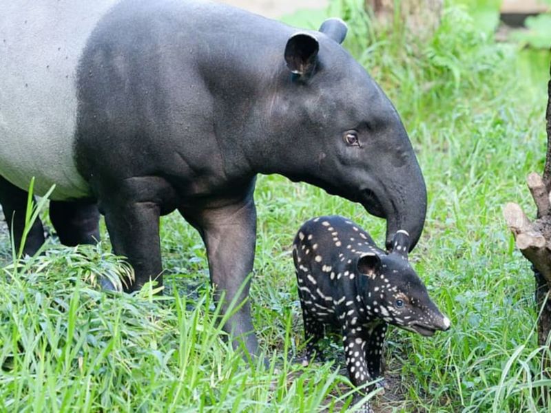 Baby Tapirs Are Cautious And Shy