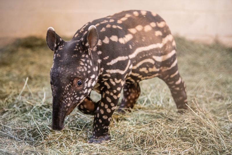 Baby Tapirs Have A Shorter Gestation Period