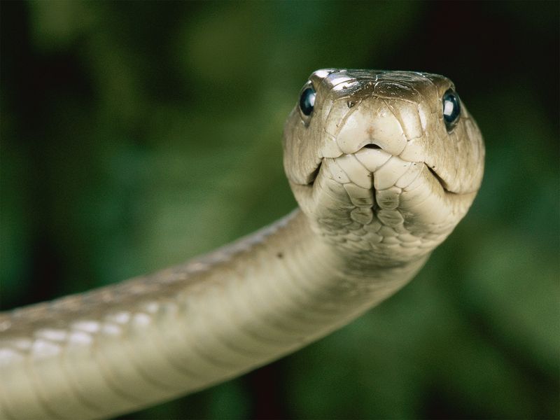 The Black Mamba's Venom Can Affect The Nervous System