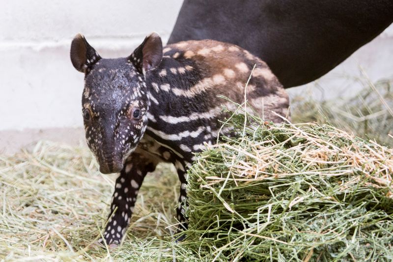 Baby Tapirs Are Excellent Climbers
