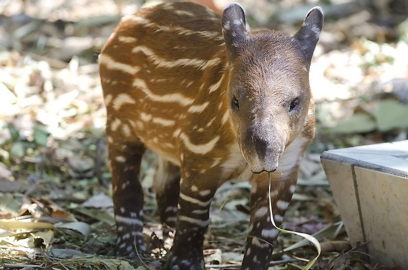 Baby Tapirs Are Herbivores