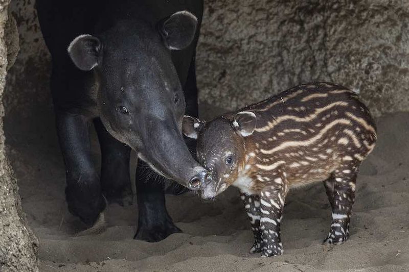 They Stay Close To Their Mothers For Safety