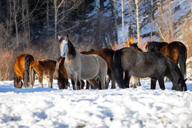 Herd Mentality