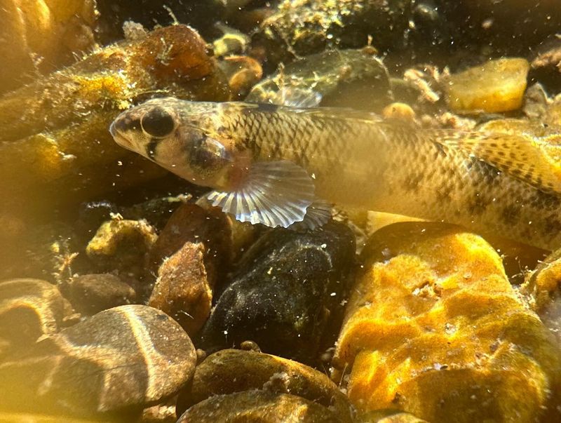 Maryland Darter