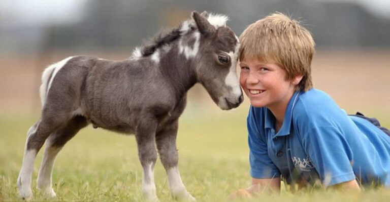 Things To Know Before Owning A Miniature Horse