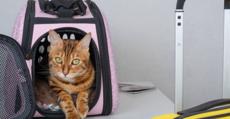 Thinking Of Rehoming Your Cat? Here Are 17 Things To Keep In Mind