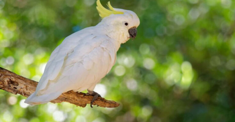 This Endangered Bird May Vanish Without Most People Noticing