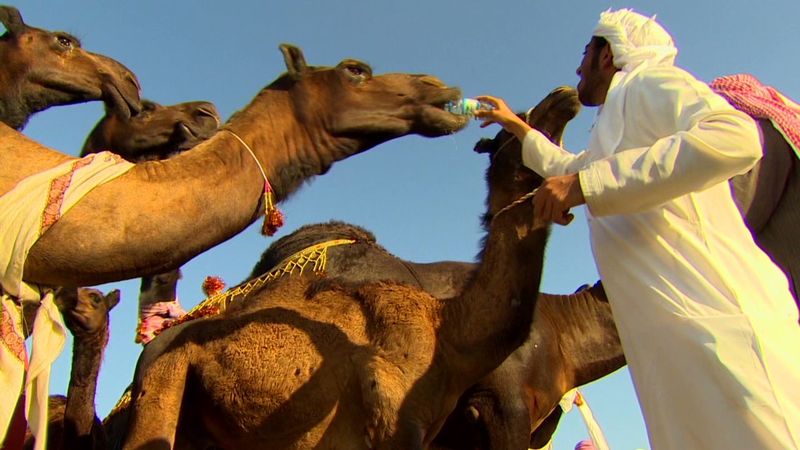 Camels