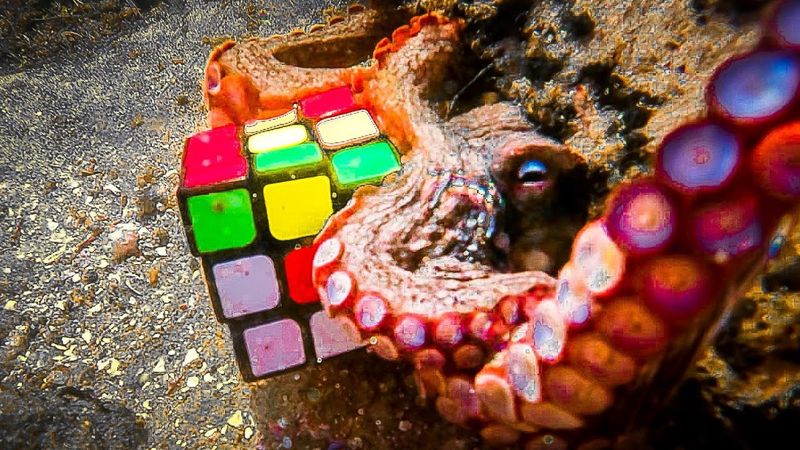 Smartest Invertebrate