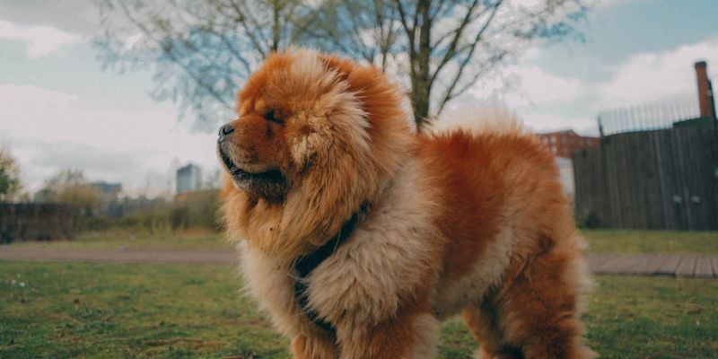 Chow Chow
