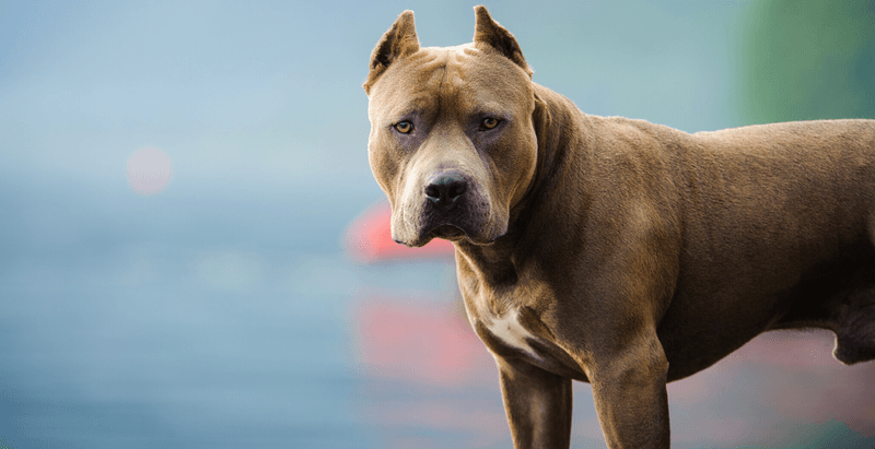 American Pit Bull Terrier: Pound-For-Pound Champions