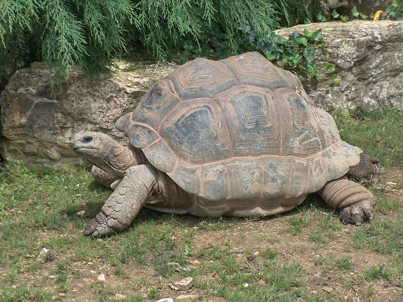 Giant Tortoises