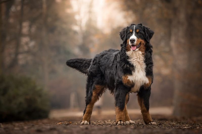 Bernese Mountain Dogs