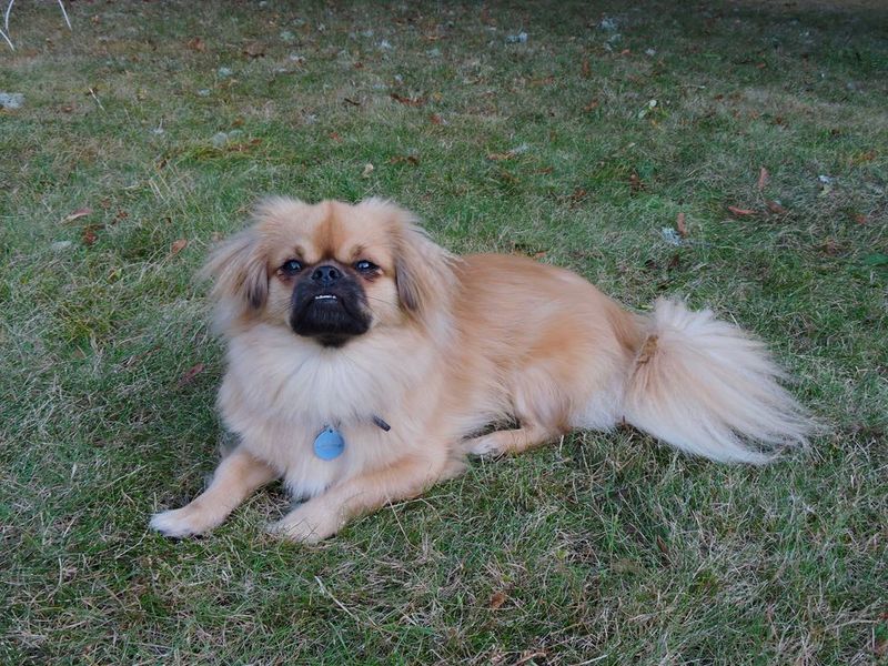 Tibetan Spaniel