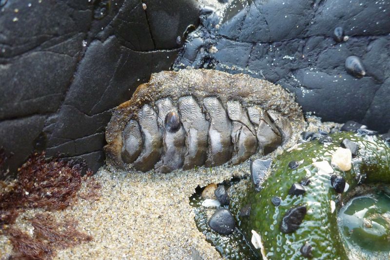 Chiton