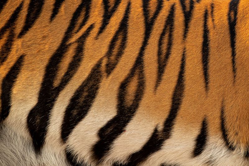 Stripes Like Fingerprints