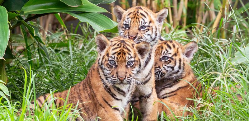 Tiger Cubs - A New Hope