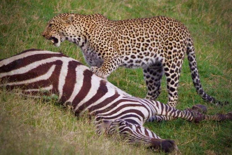 Leopards Are Nocturnal Hunters