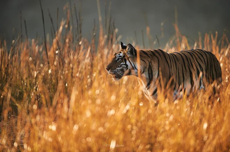 The Color-Changing Tiger