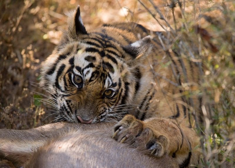 The Tiger's Diet