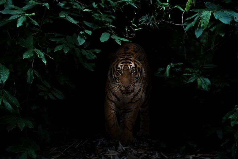 A Tiger's Night Vision