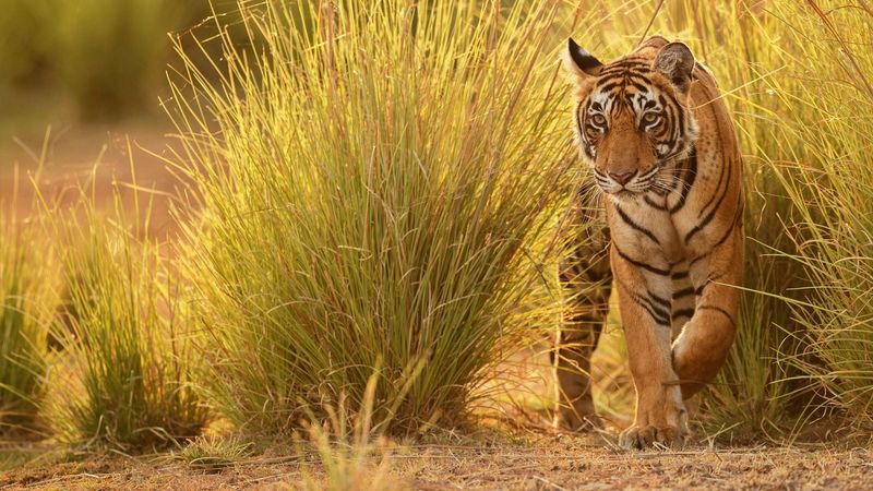 Territorial Tigers