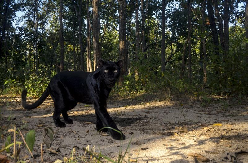 Panthers Are Their Own Species