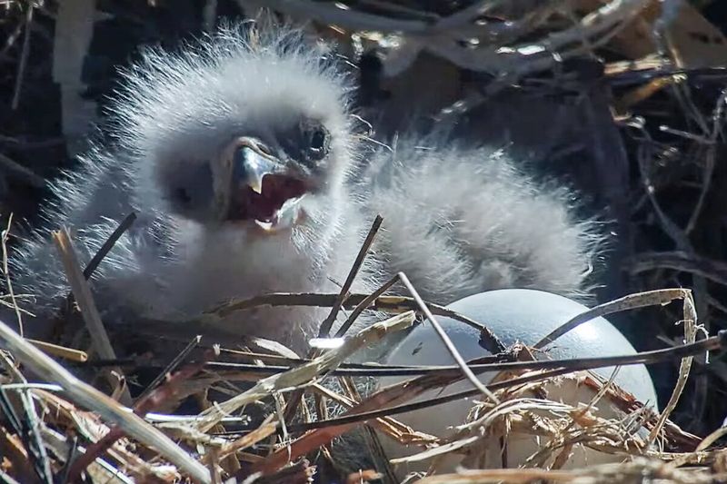 Fuzzy-Headed Eaglets