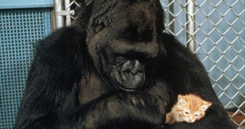 Gentle Giants With Sign Language Proficiency