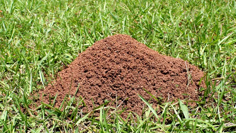 Ants Building Higher Mounds
