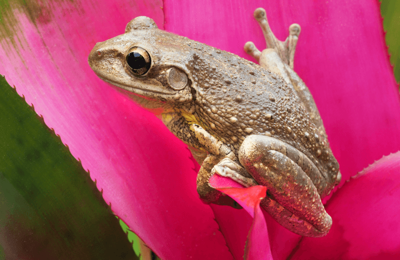 Cuban Tree Frog