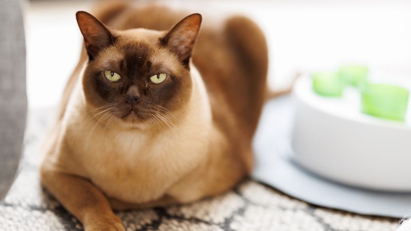 Burmese: Empathetic Velvet Shadows
