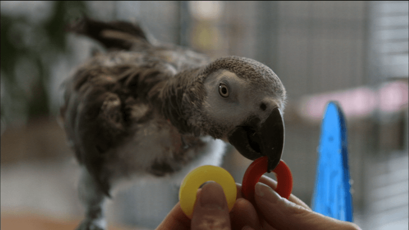 The Feathered Linguists With Remarkable Vocabularies