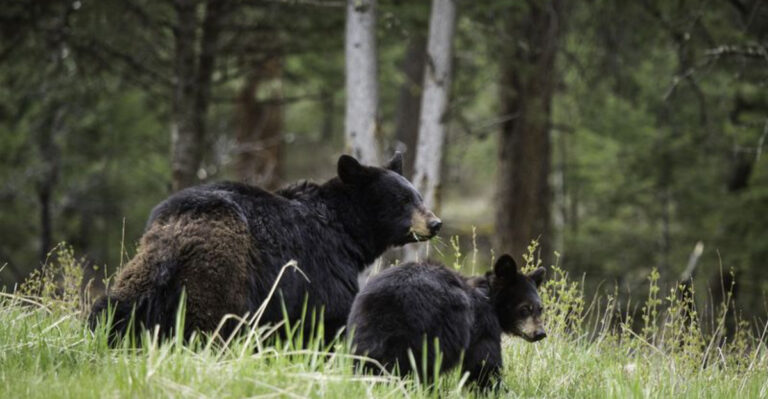 Top 10 U.S. States That Are Home To The Largest Black Bear Populations