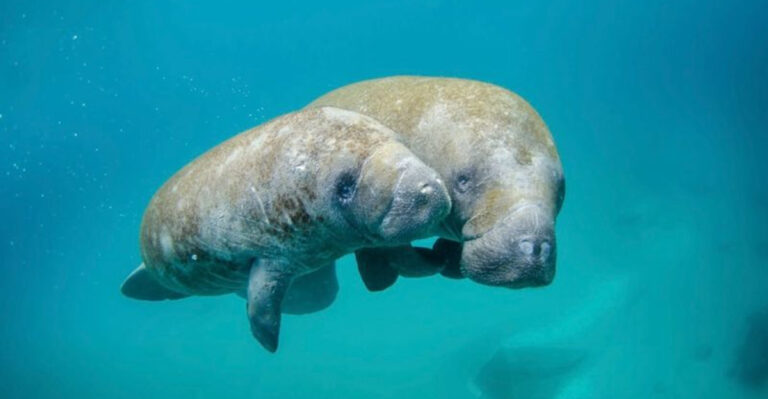 Top 12 Best Destinations To Spot Manatees