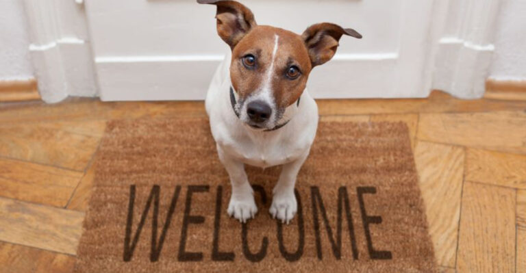 Top 13 Dog Breeds That Always Know When You’re Coming Home