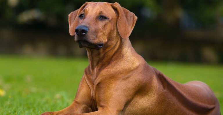 Top 14 Dog Breeds That Were Bred For War, Protection & Survival