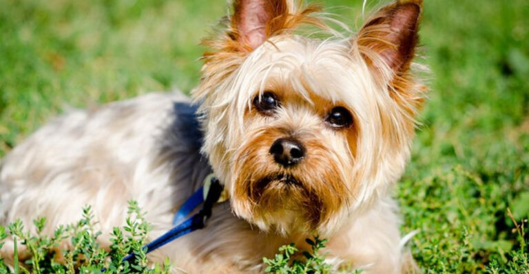 Top 15 Dog Breeds Gen Z Says Are The Worst