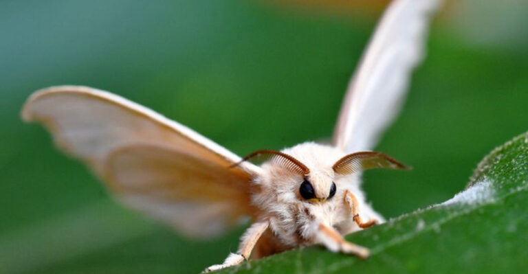 Top 15 Longest Living Insects In The World