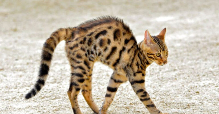 Top 15 Reasons Why Cats Arch Their Backs