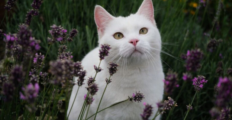 Top 15 Smells That Draw Cats Into Your Yard