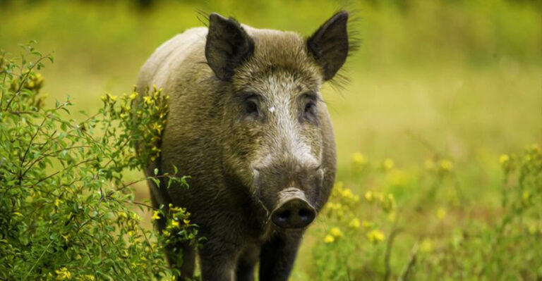 Top 15 States Struggling With Feral Hog Populations
